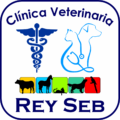 veterinariareyseb.com